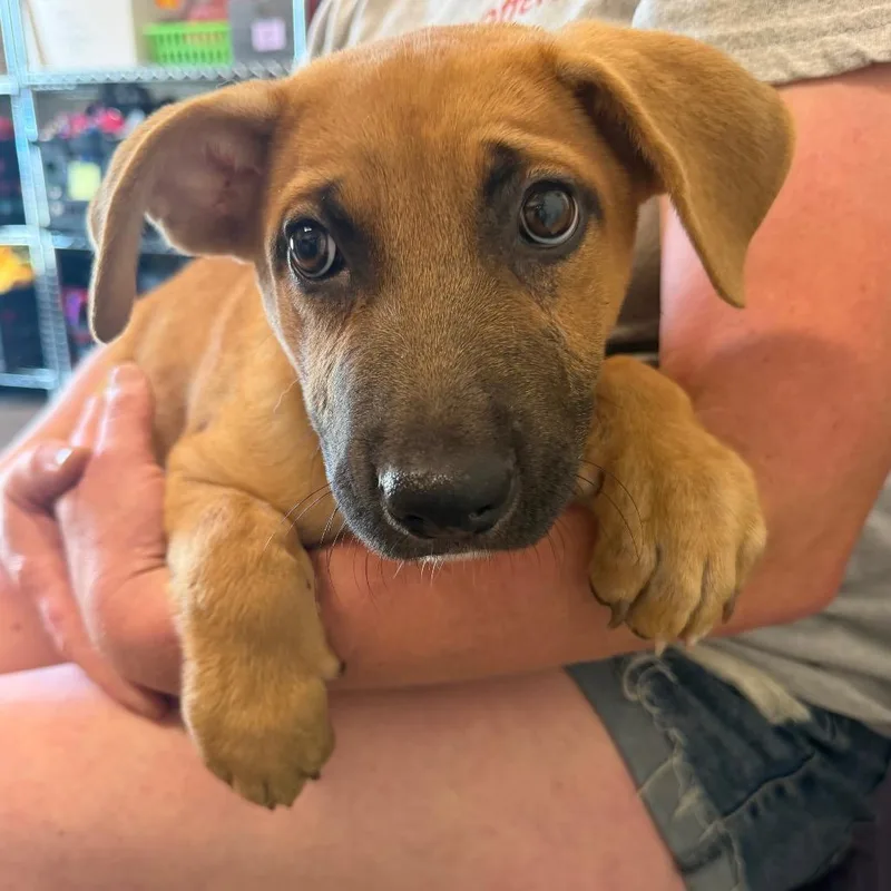 A baby medium-sized female Brown / Chocolate Black Mouth Cur dog named Shipley for adoption in League City, TX