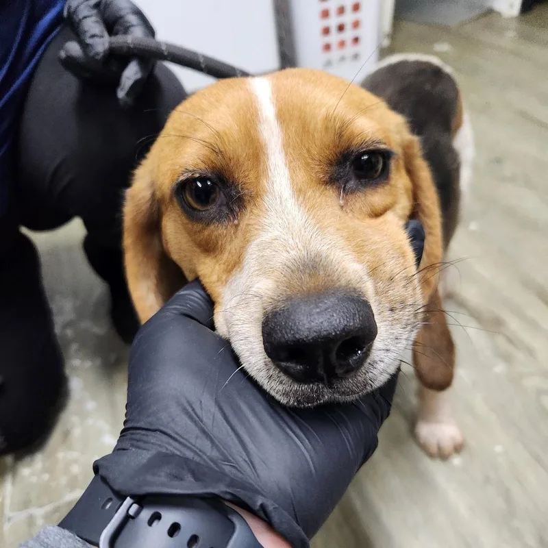 An adult medium-sized male Brown / Chocolate Mixed Breed dog named Bagel for adoption in Summerville, SC