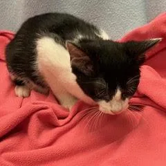 A baby medium-sized female Black Domestic Short Hair cat named Hummer for adoption in Green Valley, AZ