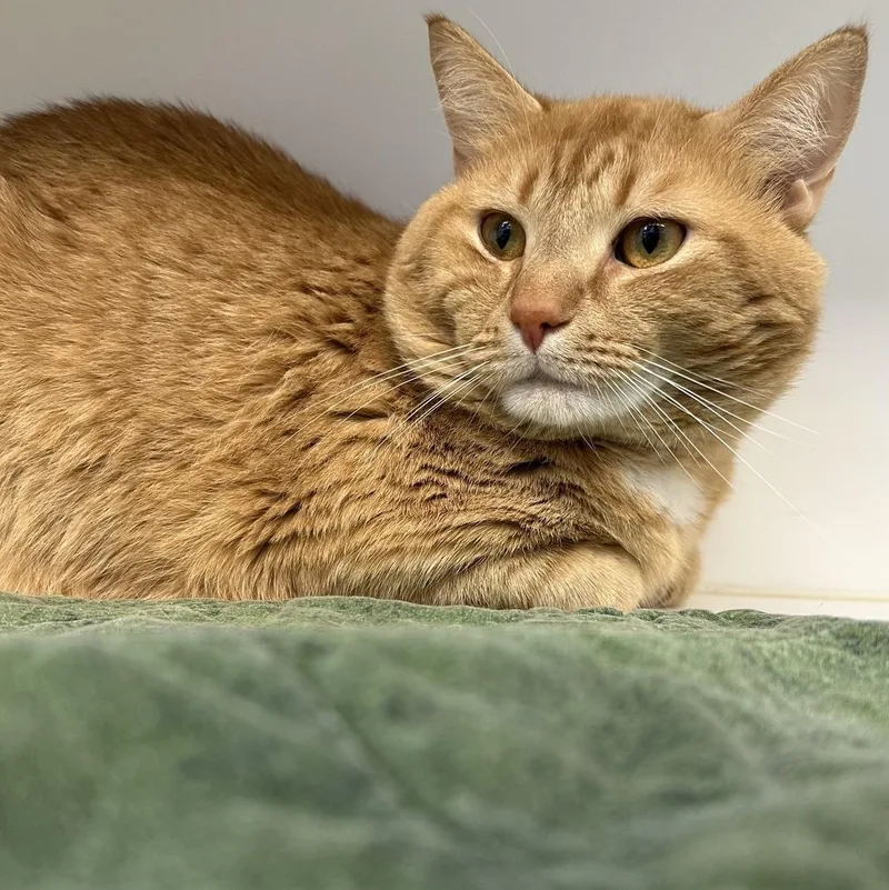 An adult medium-sized male Tabby (Orange / Red) Domestic Short Hair cat named Simba for adoption in Manassas, VA
