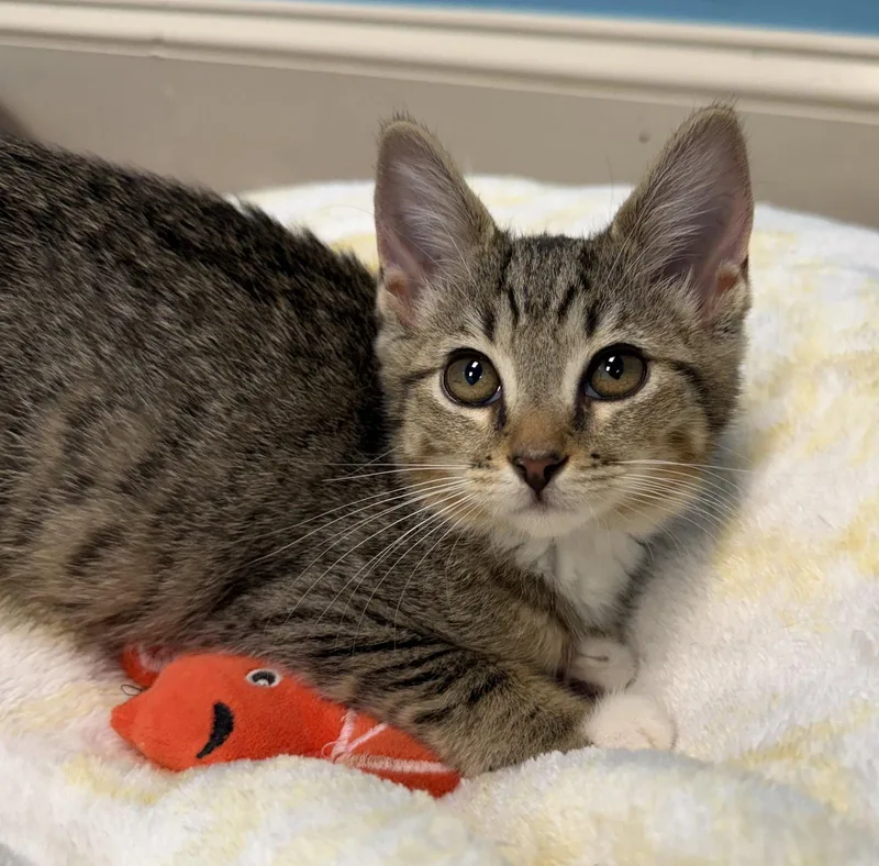 A baby small-sized female Tabby cat named Helen for adoption in Stone Mountain, GA