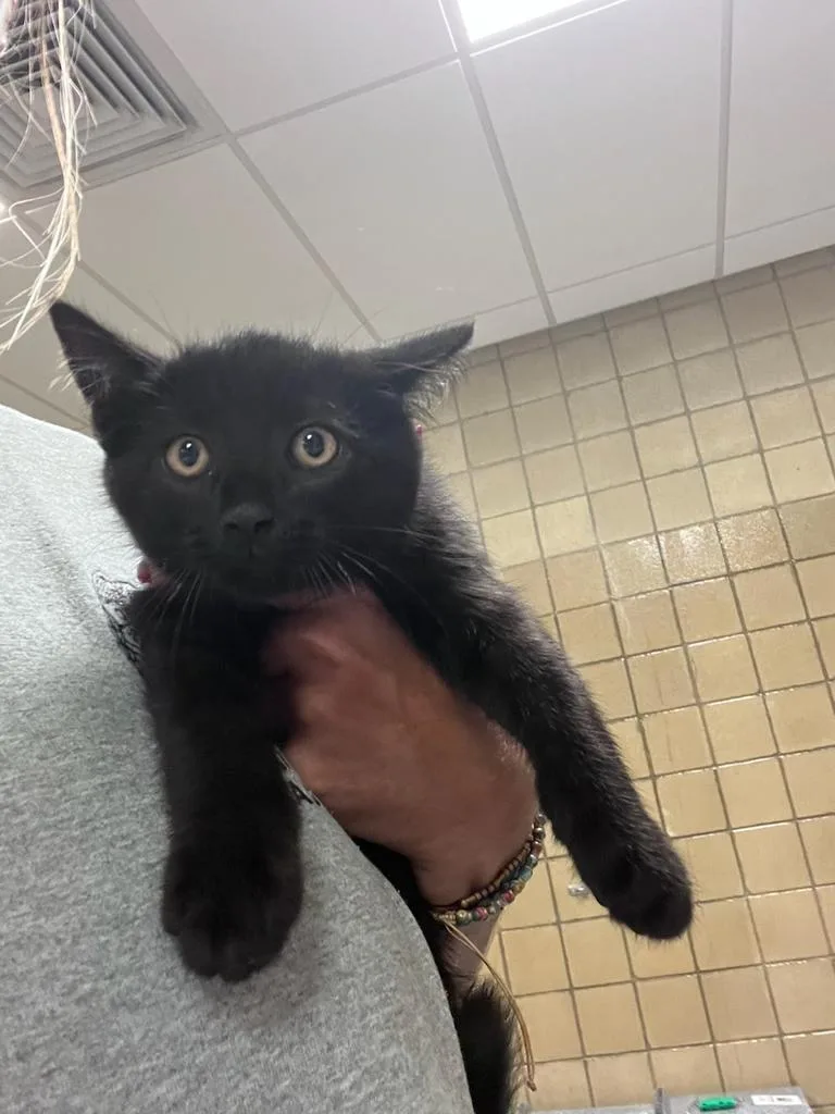 A baby small-sized male Domestic Short Hair cat named Bomb pop for adoption in Greenfield, IN