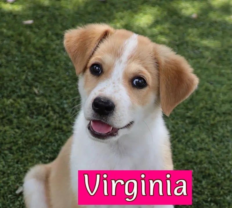 A baby medium-sized female Australian Shepherd dog named Virginia for adoption in Southlake, TX