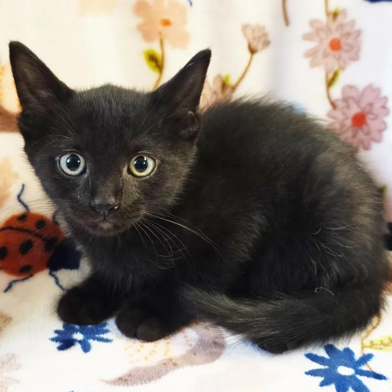 A baby small-sized male Black Domestic Short Hair cat named Hopper for adoption in Mount Juliet, TN