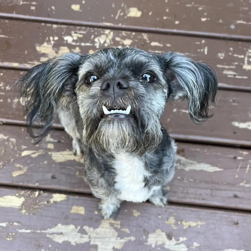 A young small-sized male Lhasa Apso dog named Hendrix for adoption in New London, WI