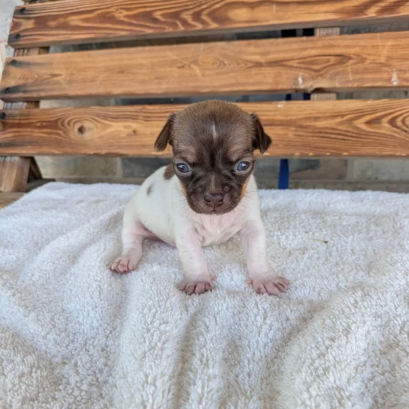 A baby small-sized male Chihuahua dog named Hunt Athalar for adoption in Chico, CA
