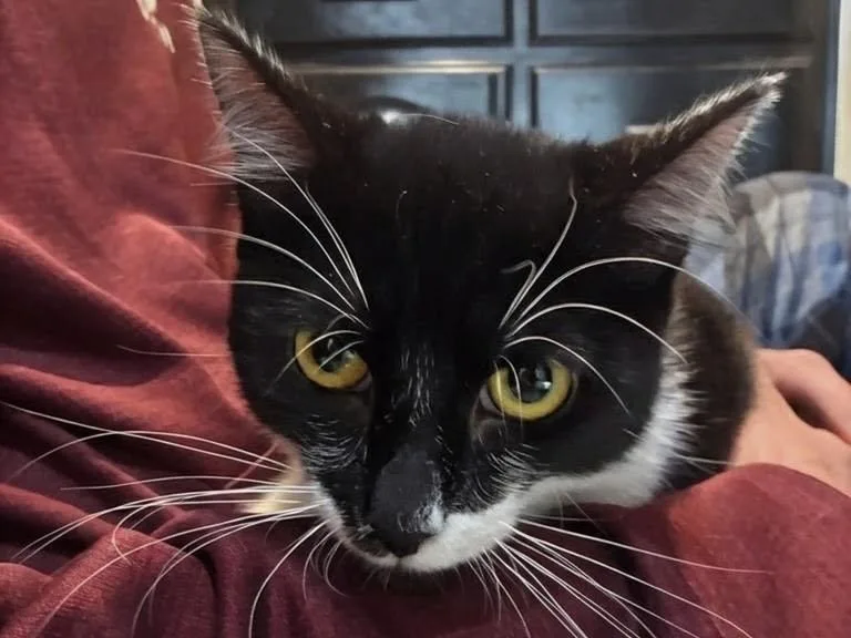 Bandito