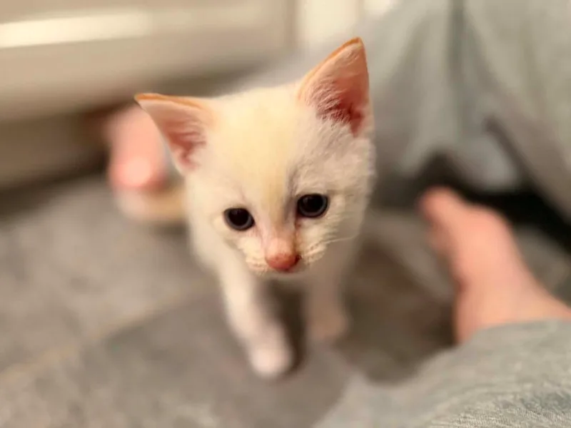 A baby medium-sized male Domestic Short Hair cat named Aegon for adoption in Hoover , AL