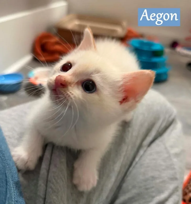 Aegon thumbnail 3