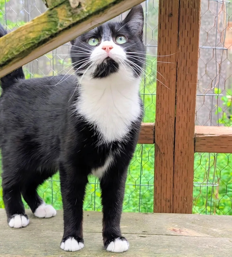 Benny  Sweetie Pie thumbnail 4