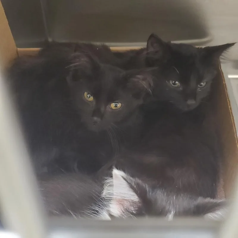 A baby small-sized female Black Domestic Short Hair cat named Ahoy for adoption in Novelty, OH