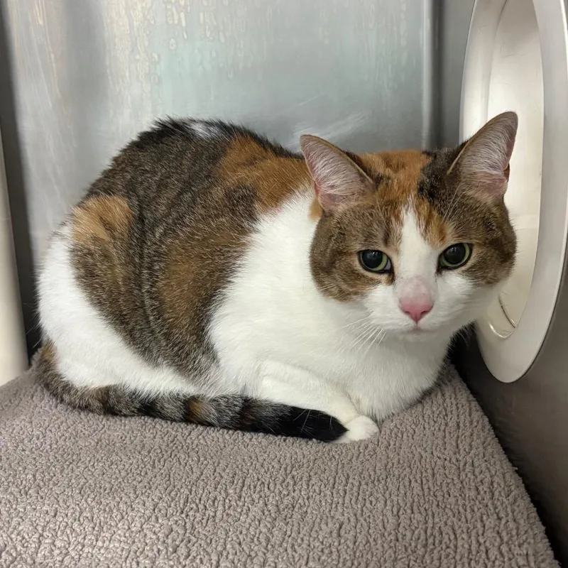 An adult large-sized female Domestic Short Hair cat named Sasha for adoption in West Palm Beach, FL