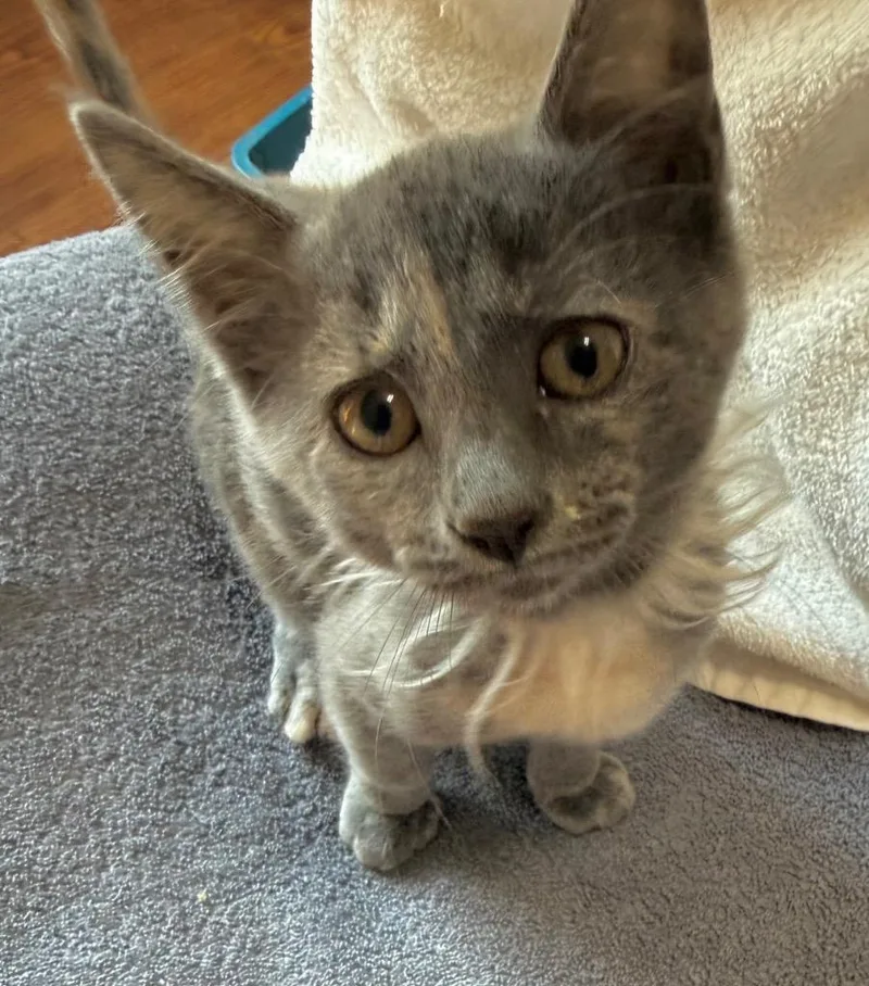 A baby small-sized male Domestic Short Hair cat named Frederick for adoption in Columbia, IL