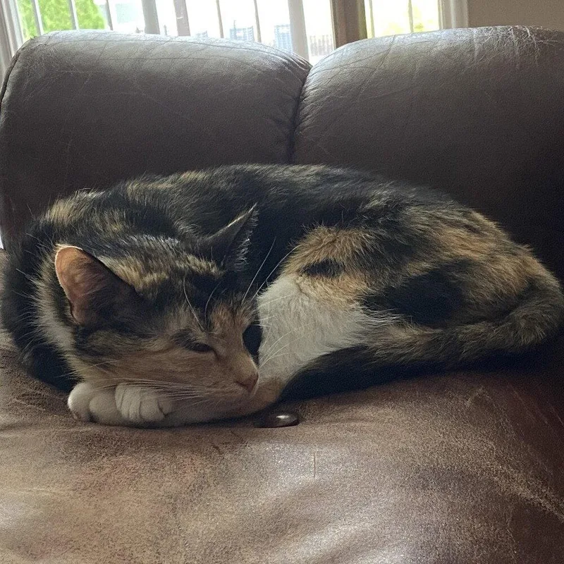 A young medium-sized female Domestic Short Hair cat named Savvy for adoption in Candler, NC
