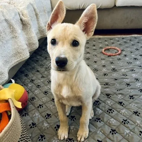 A baby small-sized female Yellow / Tan / Blond / Fawn Mixed Breed dog named Zucchini for adoption in Buffalo, MN