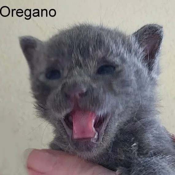 Oregano thumbnail 2