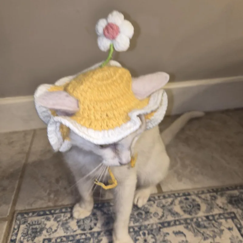 A young medium-sized female White Domestic Short Hair cat named Alani for adoption in Gainesville, FL