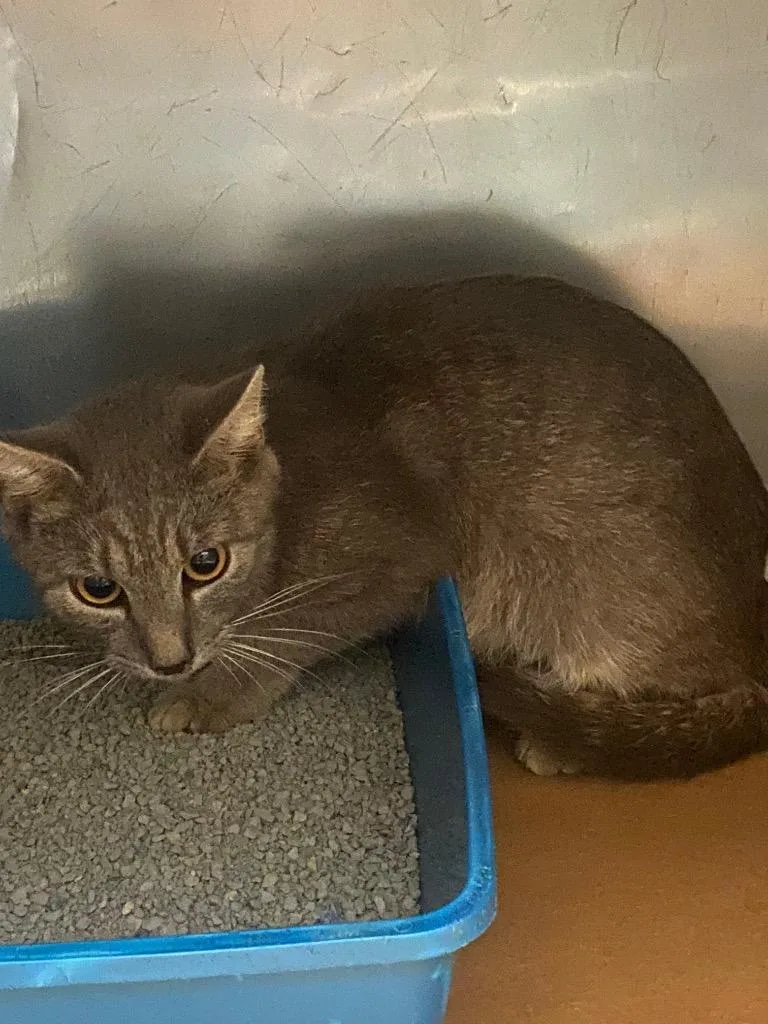 A young large-sized female Domestic Short Hair cat named Lily for adoption in Cartersville , GA
