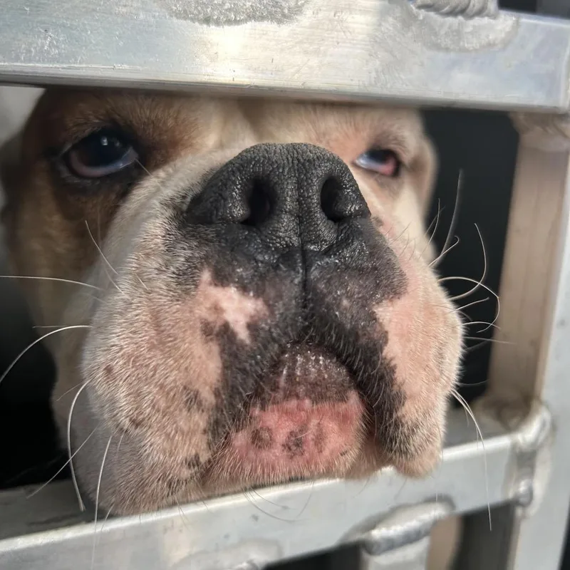An adult medium-sized female White / Cream English Bulldog dog named Sky for adoption in Greensboro, NC