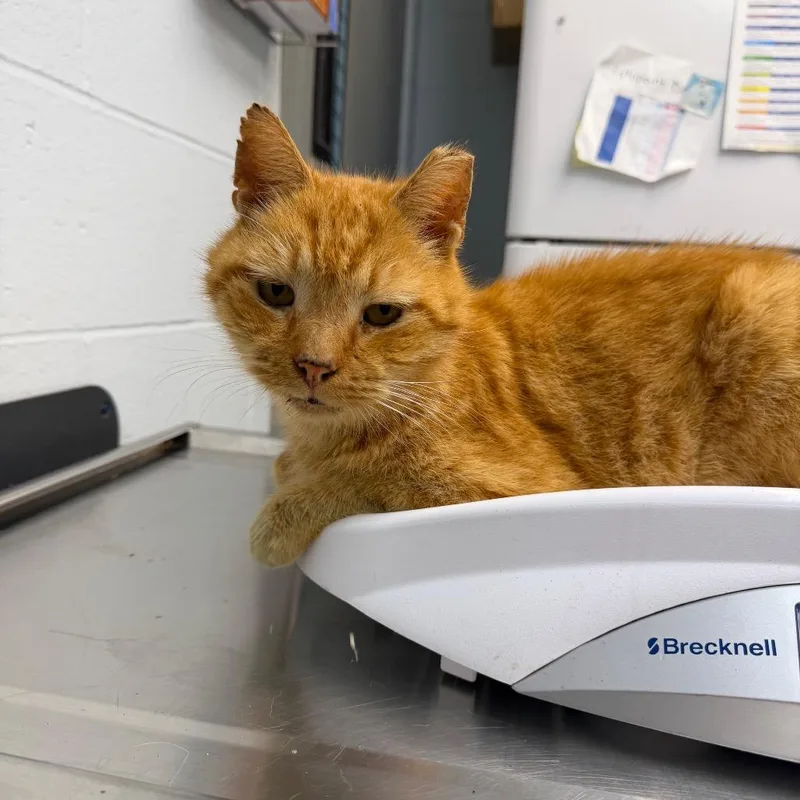 A senior medium-sized male Domestic Short Hair cat named Crypt Keeper for adoption in Parkersburg, WV