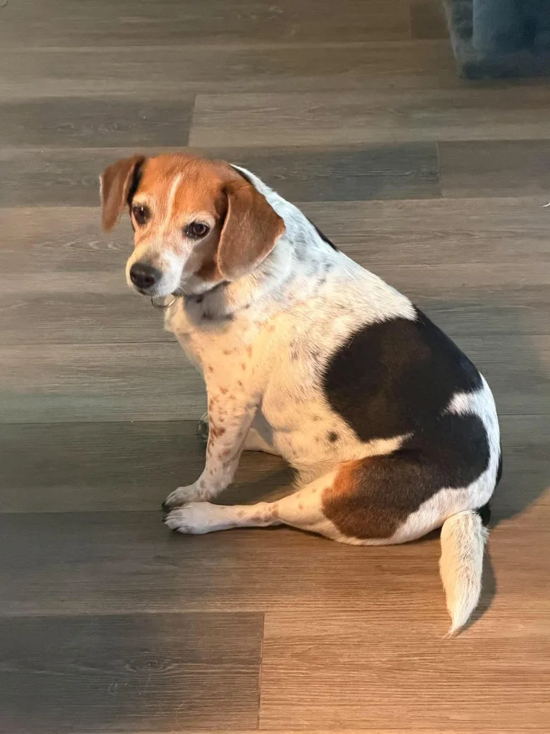 An adult small-sized female Tricolor (Brown, Black, & White) Beagle dog named LuLu for adoption in Kent, WA