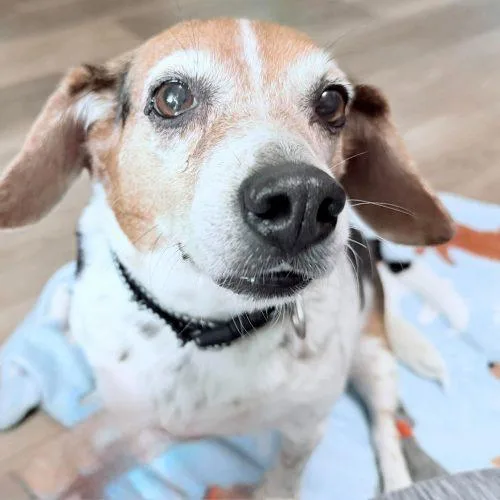 LuLu thumbnail 4
