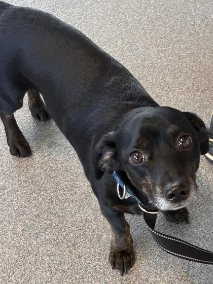 Digiorno thumbnail 2