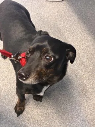 An adult small-sized male Dachshund dog named Digiorno for adoption in West Chester, PA