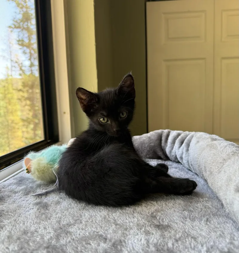 A baby small-sized male Black Domestic Short Hair cat named Sputnik Black for adoption in Morrison, CO