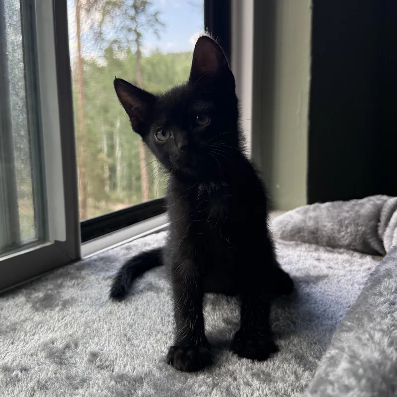 Sputnik Black thumbnail 2