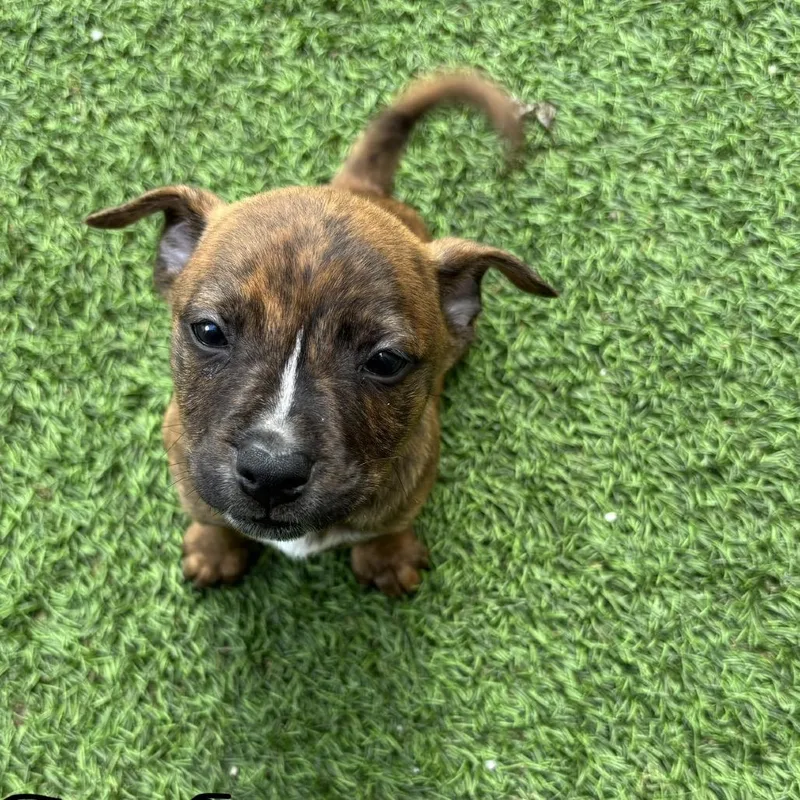 A baby medium-sized male Black Shepherd dog named Lambo for adoption in LOXAHATCHEE, FL