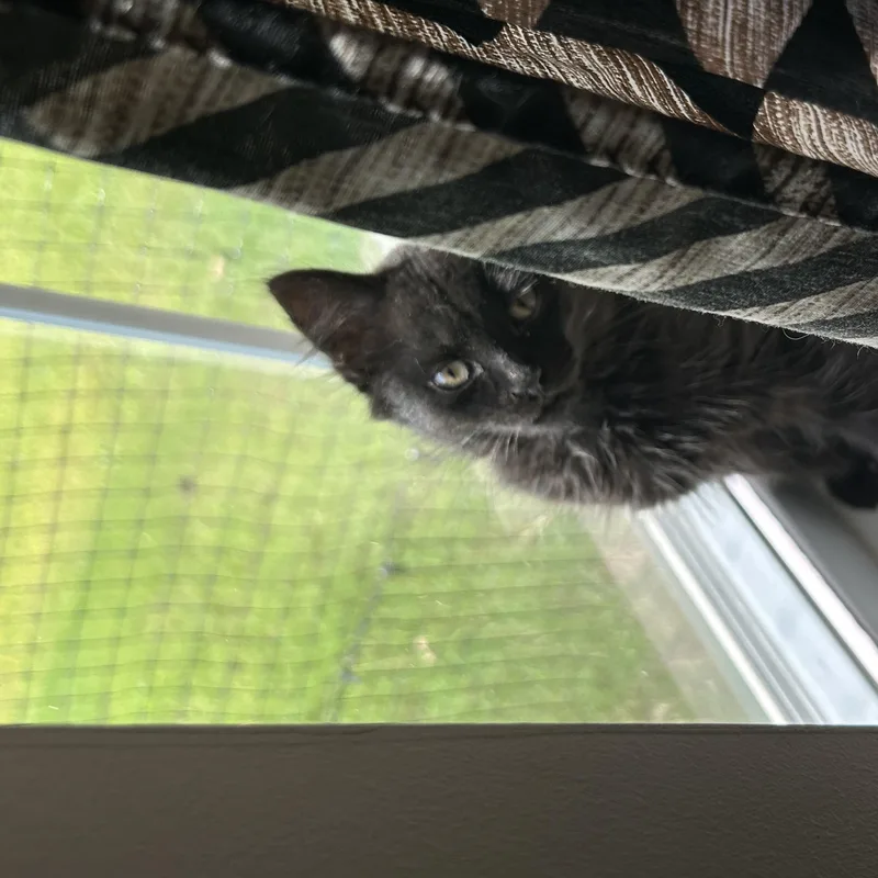 A baby small-sized female Black Domestic Short Hair cat named Opal for adoption in East Point, GA
