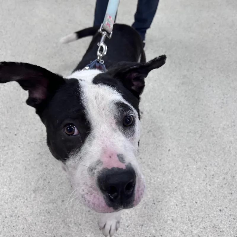 An adult large-sized male White / Cream Mixed Breed dog named Tom Hanks for adoption in Jacksonville, FL