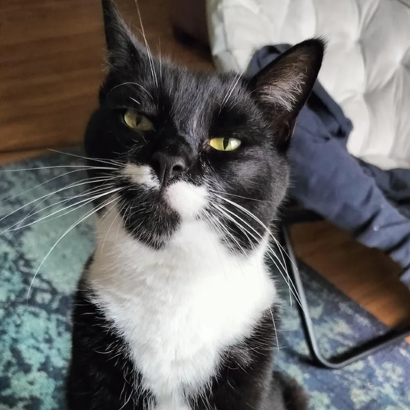 An adult extra large-sized male Black Domestic Short Hair cat named Stash & Bandit for adoption in Ashland, MA