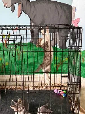 A baby medium-sized male Tabby (Brown / Chocolate) Domestic Short Hair cat named Hangman for adoption in Mokena, IL