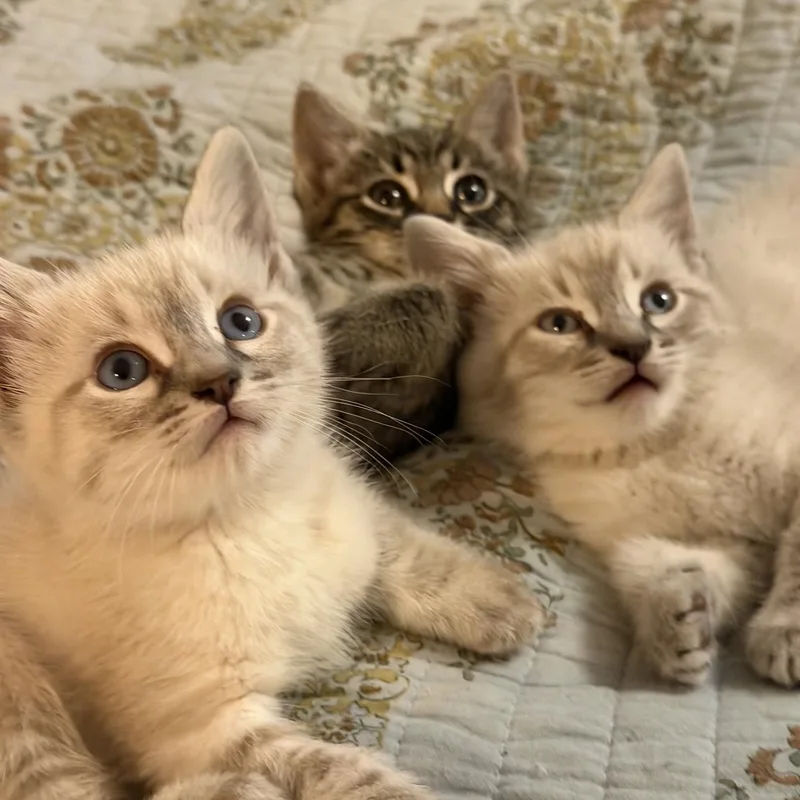 A baby small-sized male Gray / Blue / Silver Siamese cat named Bennington "Benny" for adoption in Orange, CA