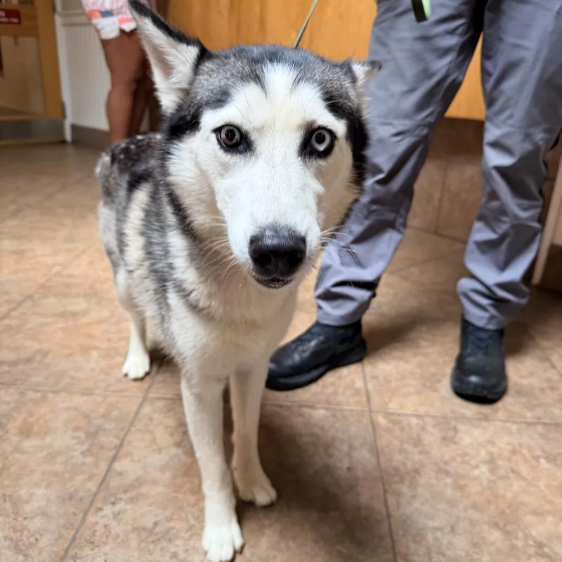 An adult medium-sized female White / Cream Husky dog named MONTStray for adoption in Perkiomenville, PA