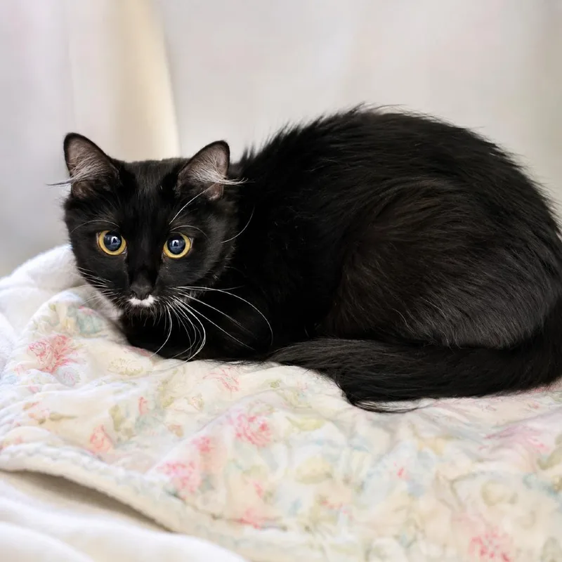 A young small-sized female Black Domestic Medium Hair cat named Bebe for adoption in Hopkinton, MA