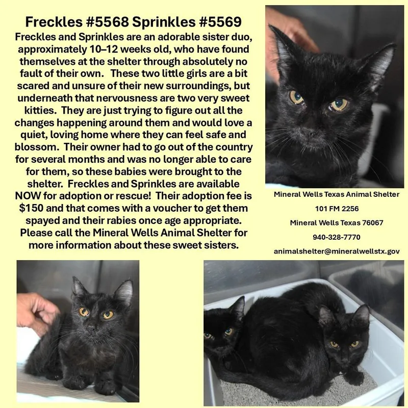 A baby small-sized female Domestic Medium Hair cat named Freckles for adoption in Mineral Wells, TX