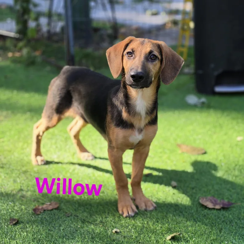 A baby medium-sized female Hound dog named Willow for adoption in Blairstown, NJ