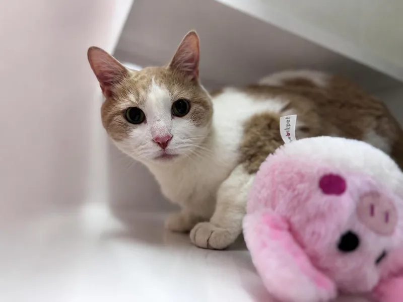 An adult large-sized male Domestic Short Hair cat named Cedric for adoption in Saint Paul, MN