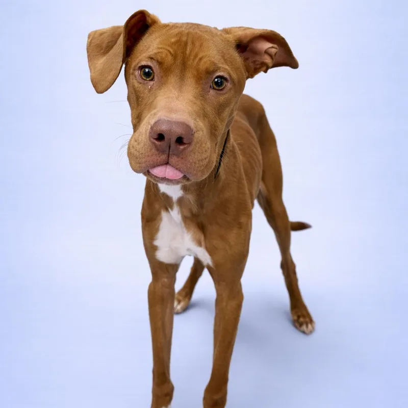 A young medium-sized male Brown / Chocolate Pit Bull Terrier dog named Noodle for adoption in Concord, NC