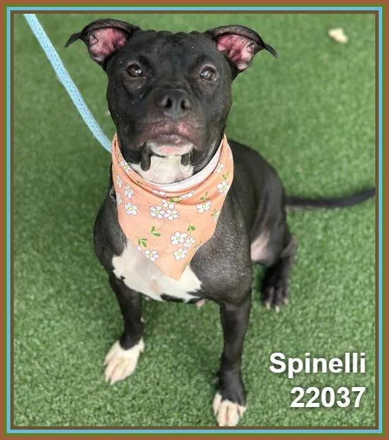 A young medium-sized female Black Pit Bull Terrier dog named Spinelli for adoption in Marietta, GA