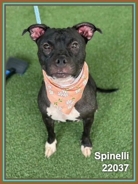 Spinelli thumbnail 2