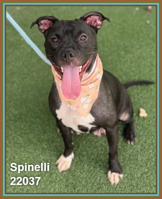 Spinelli thumbnail 3