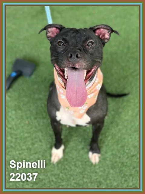 Spinelli thumbnail 5