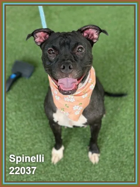 Spinelli thumbnail 6