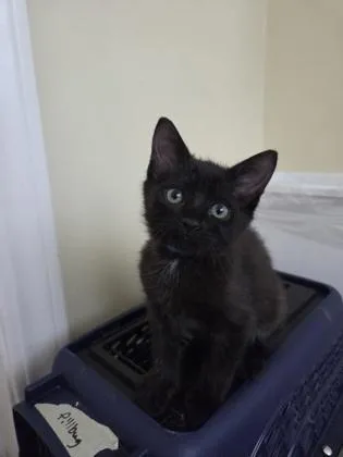 A baby medium-sized male Domestic Short Hair cat named Jiji for adoption in Pleasanton, CA