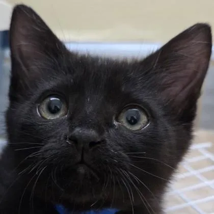 Jiji thumbnail 3