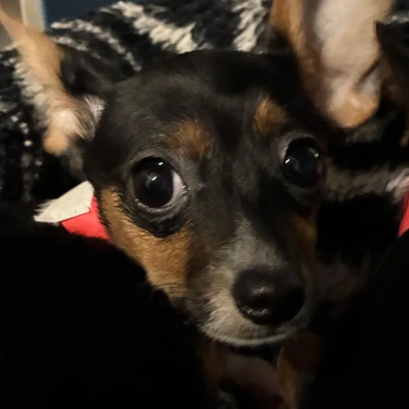 A baby small-sized female Mixed Breed dog named Peru for adoption in Yuma, AZ